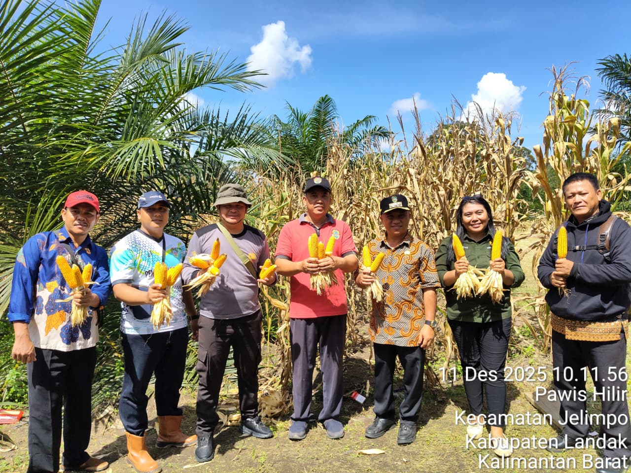 panen-raya-jagung-bagian-dari-program-ketahanan-pangan-nasional-2025